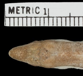 Media type: image;   Herpetology R-156203 Aspect: head dorsal